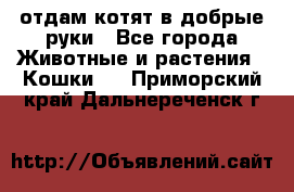 отдам котят в добрые руки - Все города Животные и растения » Кошки   . Приморский край,Дальнереченск г.